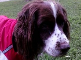 Bailey
