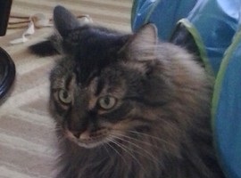 Sir Willie