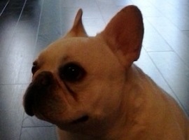 Wilbur
